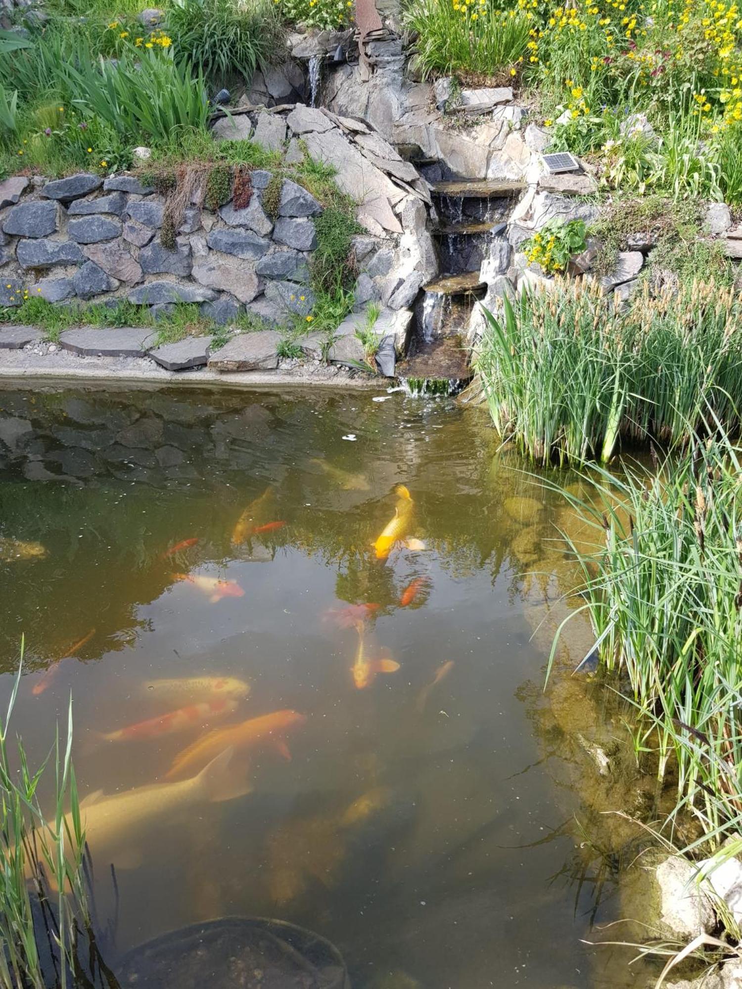Wohlfuehlen Am Gartenteich Oberzissen Zewnętrze zdjęcie